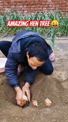 अद्भुत मुर्गी वृक्ष - Amazing Hen Tree #shorts #viral #amazing