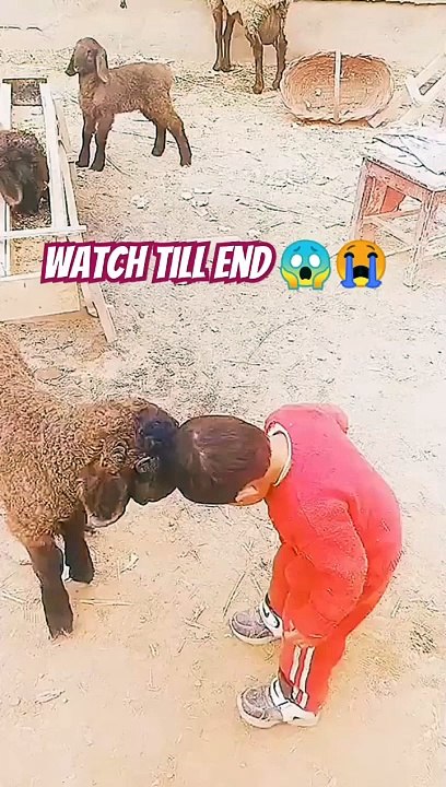 भेड़ के बच्चे ने बच्चे को मारा Bhed ke bachche ne bachche ko maara #viral #shorts