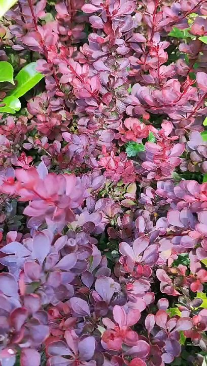 VID-20240621-WA0034
