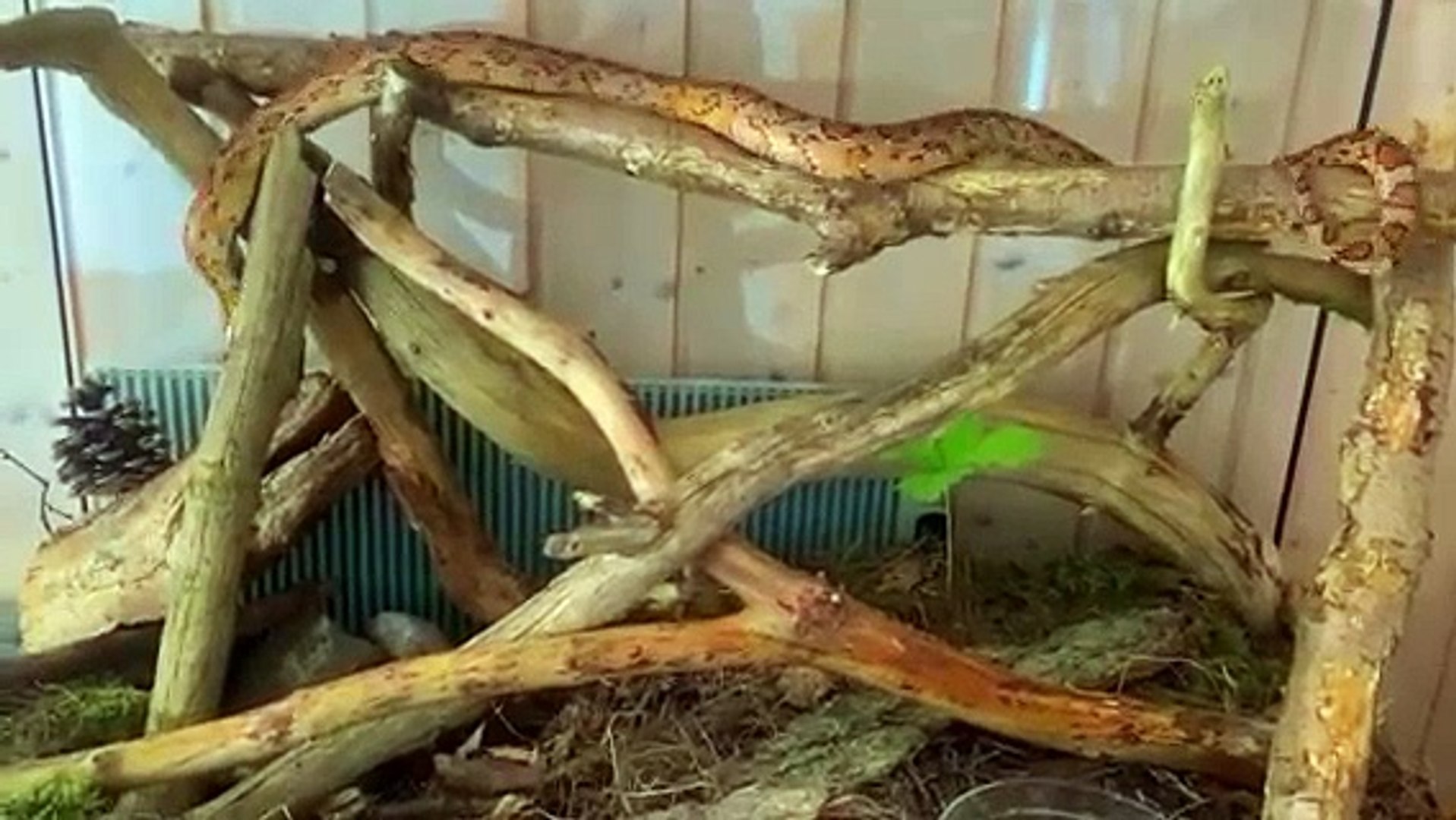 ⁣Snake Transport Service | Snake Relocation | Animal Transport Service