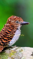 Surah Fatiha Beautiful Voice Urdu Tarjuma Ayat 1-6 ❤️❤️#islam