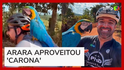 Arara pega 'carona' no ombro de ciclista em Mato Grosso
