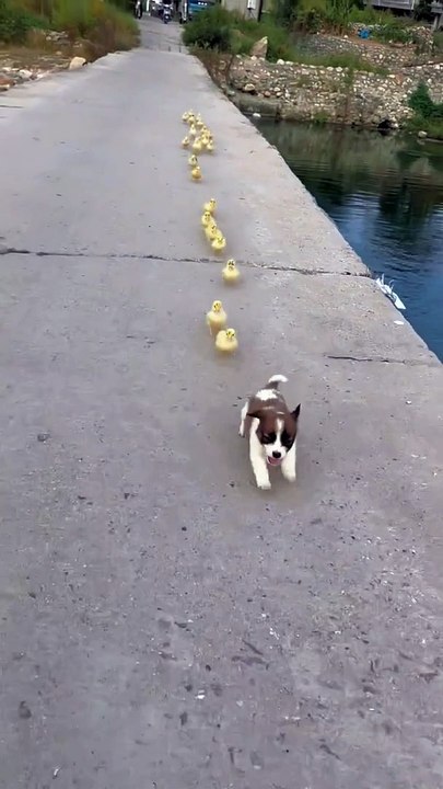 Dog bebe and duck bebe beautiful moment
