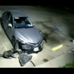 Dogs repairing a car on the street