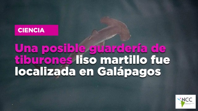 Una posible guardería de tiburones liso martillo fue localizada en Galápagos