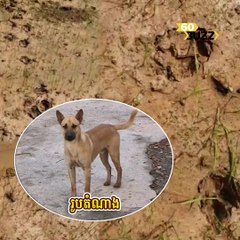 នៅតែរកមិនទាន់​ឃើញ សត្វដែលខាំហែ--កស៊ីគ្រឿងក្នុងសុនខ​ជា​​បន្តបន្ទាប់​អស់​១២ក្បាលហើយ