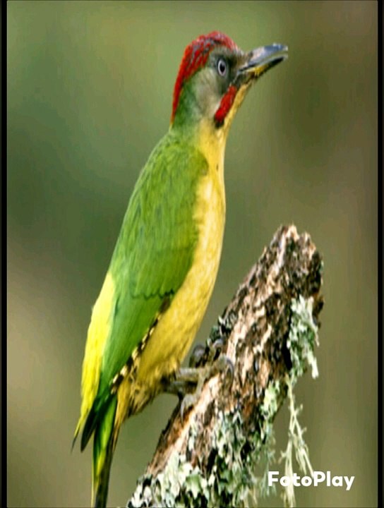 SYL STARE PROD.  Lost Dreams. Big production afro music studio professionnel