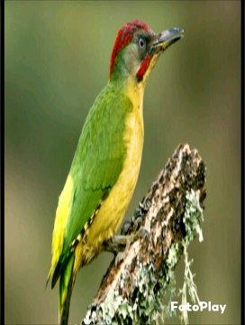 SYL STARE PROD. Lost Dreams. Big production afro music studio professionnel