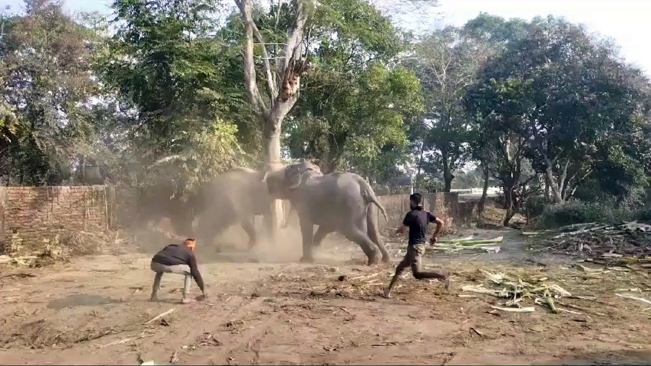 Elephant fight