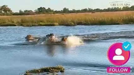 HIPPO ATTACKS 3 LIONS CROSSING THE RIVER