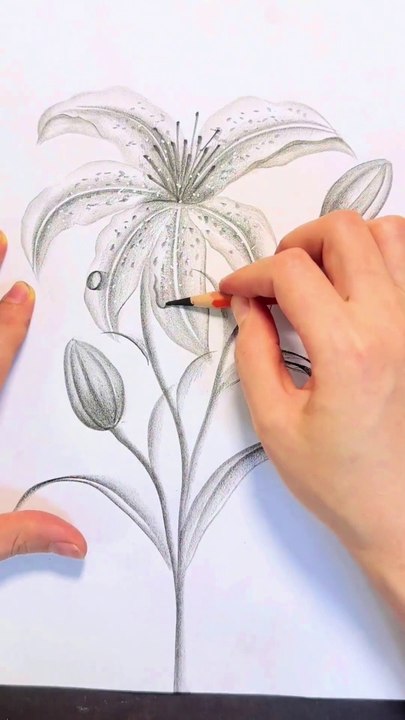 Amazing Pencil Drawing Amazing Pencil Art #pencildrawing #artstudiolsy #draw