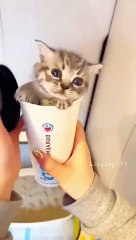 Fluffy little cutie_ _cat _cute(360P)
