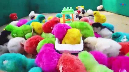 LOVELY Hen Baby Chicks Vs TRACTOR TROLLEY TOYS Video _ FishCutting