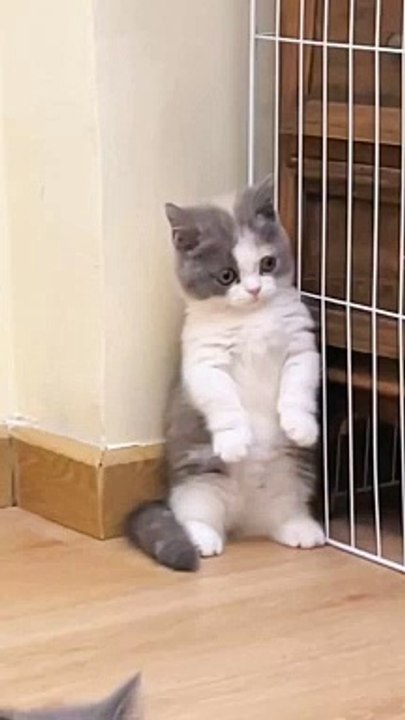 Cats video 