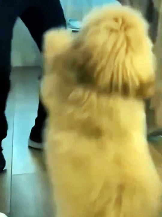 Dogs videos ❤️