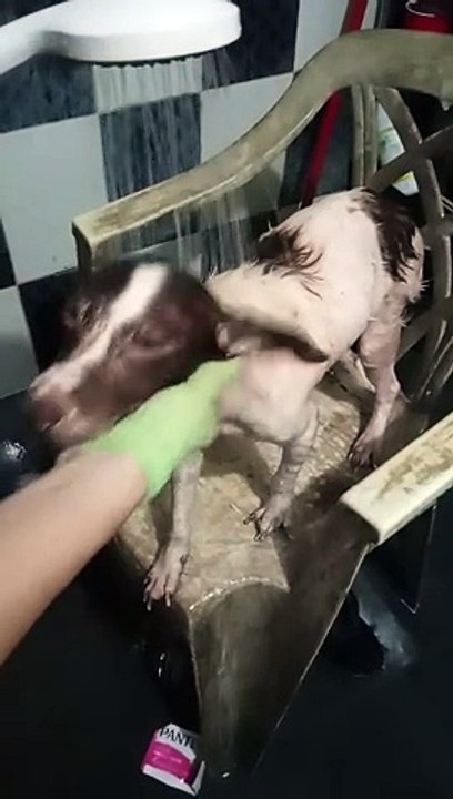 PET'S ARE FAMILY ! CUTIE ' 