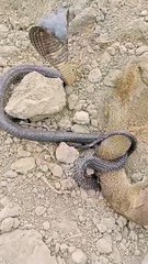 Snake and mungo's battle/snake and mungo's fight #short videos #trend#viral
