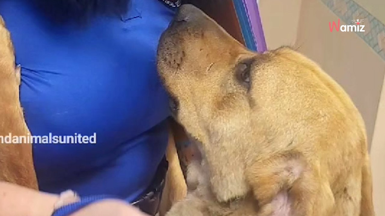 Trahies plusieurs fois par leurs maîtres, ces deux chiennes inséparables se réconfortaient dans le couloir de la mort