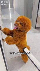 When Funny Dogs Make You Laugh All Day  Funniest Animal Videos