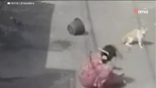 Frau spritzt mit Wasser auf Straßenkatze: Doch ihr Schuss geht nach hinten los! (Video)