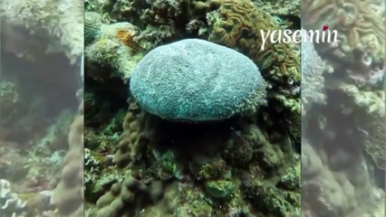 Bu deniz canlısı sizi hayrete düşürecek! Dokunduğunuz an...