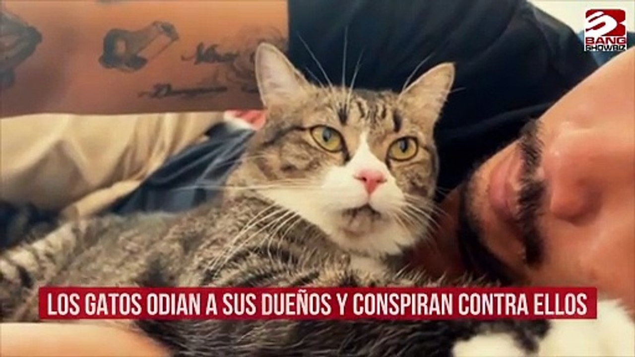 Los gatos odian a sus dueños y conspiran contra ellos