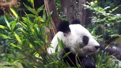 Latin Amerika'nın tek pandası Xin Xin, 34. yaş gününü kutladı