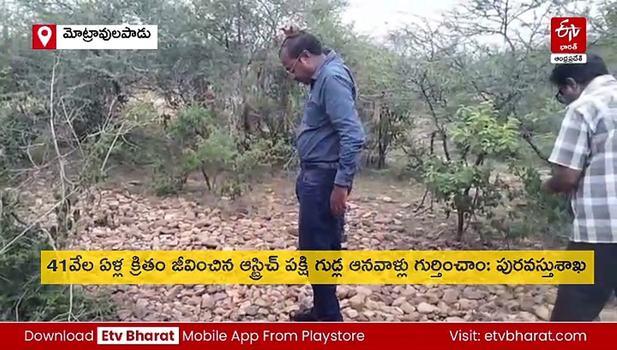 రాష్ట్రంలో ఆస్ట్రిచ్​ పక్షి ఆనవాళ్లు