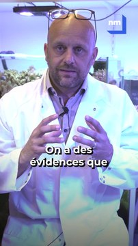 Ils veulent percer le secret des anémones de mer pour améliorer la santé humaine