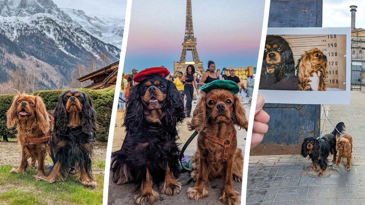 Hunde auf reisen in ganz europa - treffen mit dem weihnachtsmann in lappland und besuch des eiffelturms