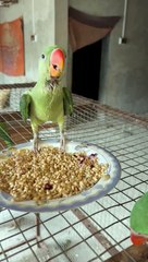 Alexandrine Raw Parrots baby Eating Food 