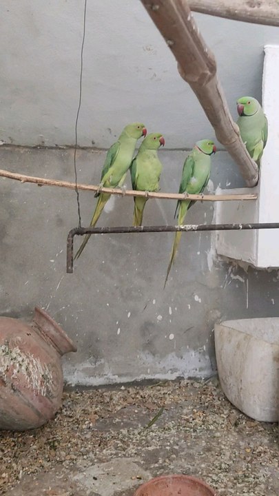 Pariets