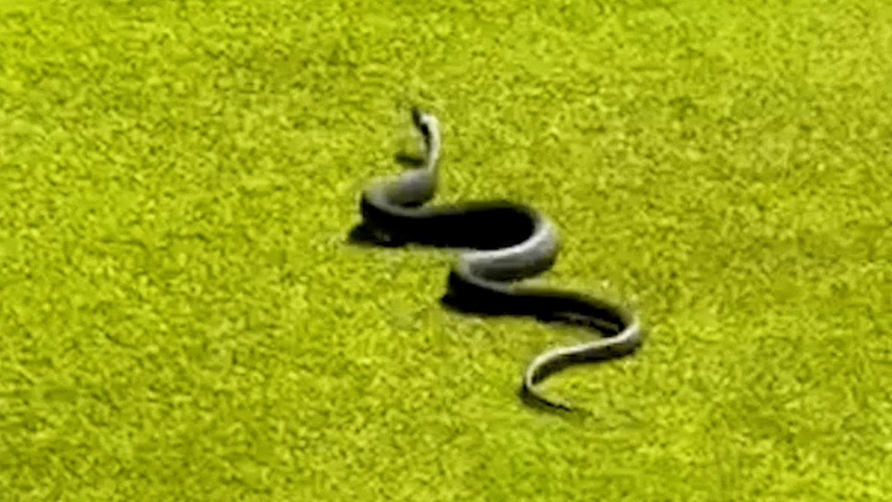 Golfer schockiert, nachdem er eine giftige schlange auf britischem golfplatz entdeckt, hat