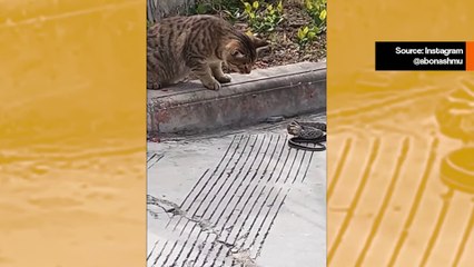 Video Mengagumkan: Kucing dan Ular Bertarung dalam Duel Mematikan