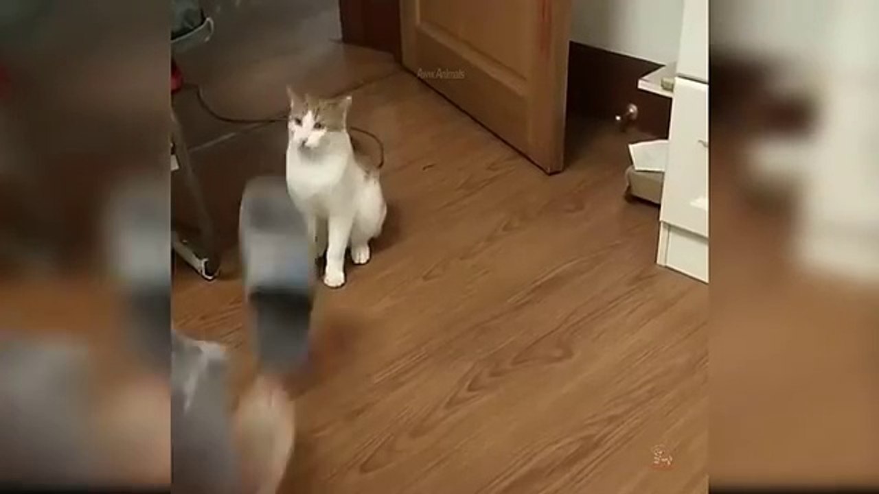 Baby Cats - Cute and Funny Cat Videos Compilation #21