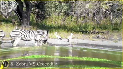 9 Amazing Moments Of Prey Escapes Predators