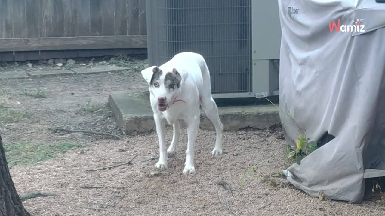 Adopté chiot dans un refuge, ce chien a été abandonné au 1er problème de santé (Vidéo)