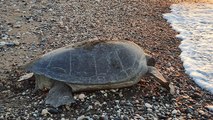 Deniz kaplumbağaları yumurta bırakmaya başladı