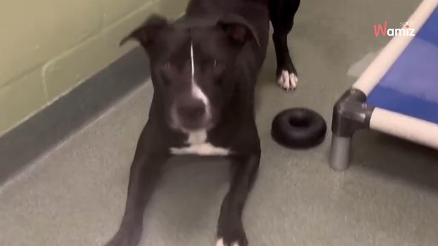 Ils partagent l'histoire de deux toutous abandonnés : 267K internautes se mobilisent pour changer leurs vies (vidéo)