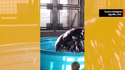 Video Lucu: Gorila Masuk ke Dalam Bak Air dan Menari dengan Gila