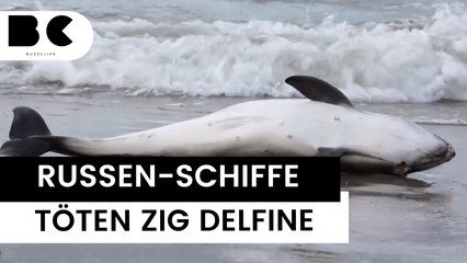 Tausende Delfine gestorben: Ukraine-Krieg sorgt für Massensterben