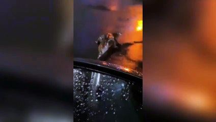 ext-cocodrilo-en-calles-de-jaco-280624