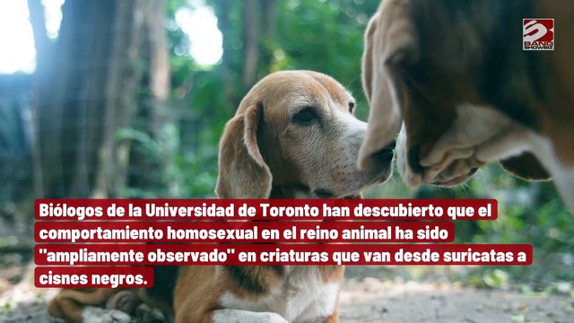 La actividad homosexual en los animales es más común de lo que se pensaba