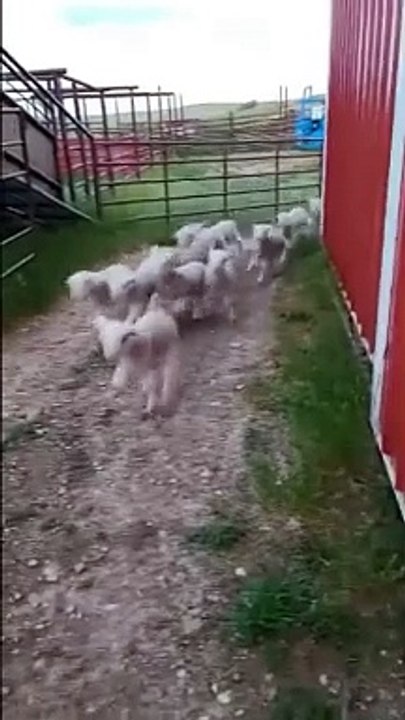 Ces brebis galeuses forment un troupeau