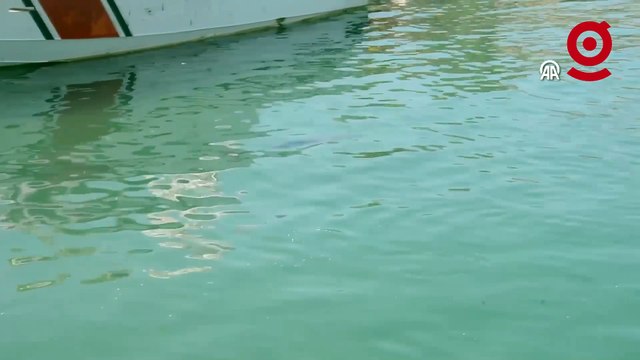 Liman içerisinde yunus yavrusu görüntülendi