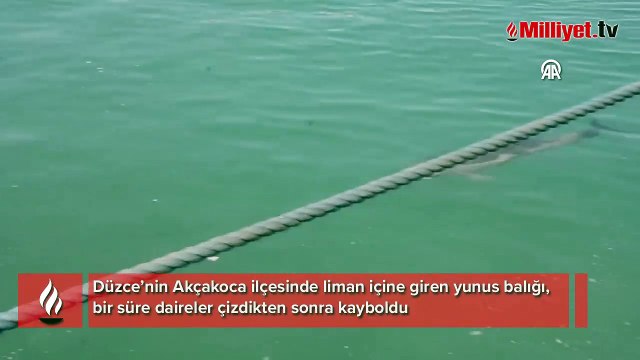 Liman içerisinde yunus yavrusu görüntülendi