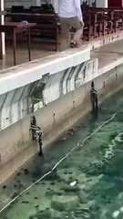 Ce chat préfère revenir à terre par ses propres moyens !