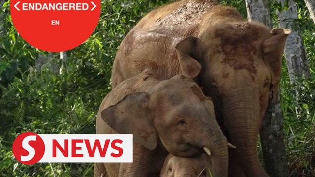 Sabah’s pygmy elephants listed as endangered by IUCN