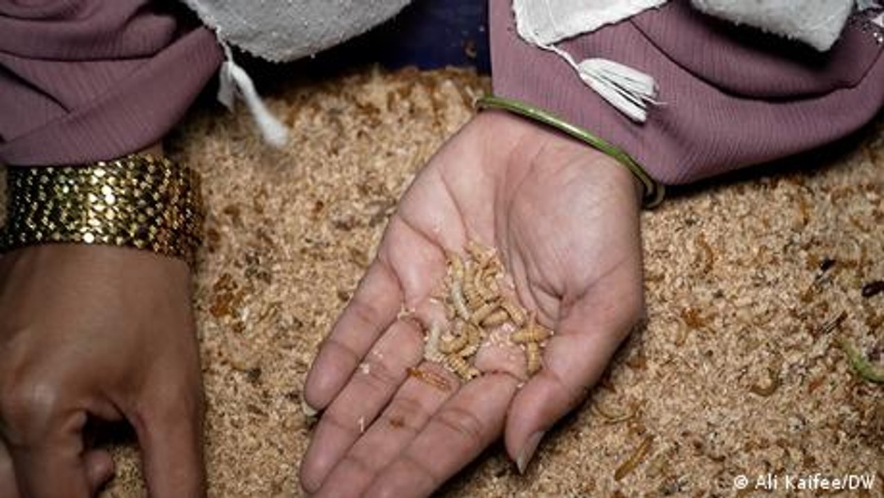 Pakistan: How insect farming can lead to healthy poultry