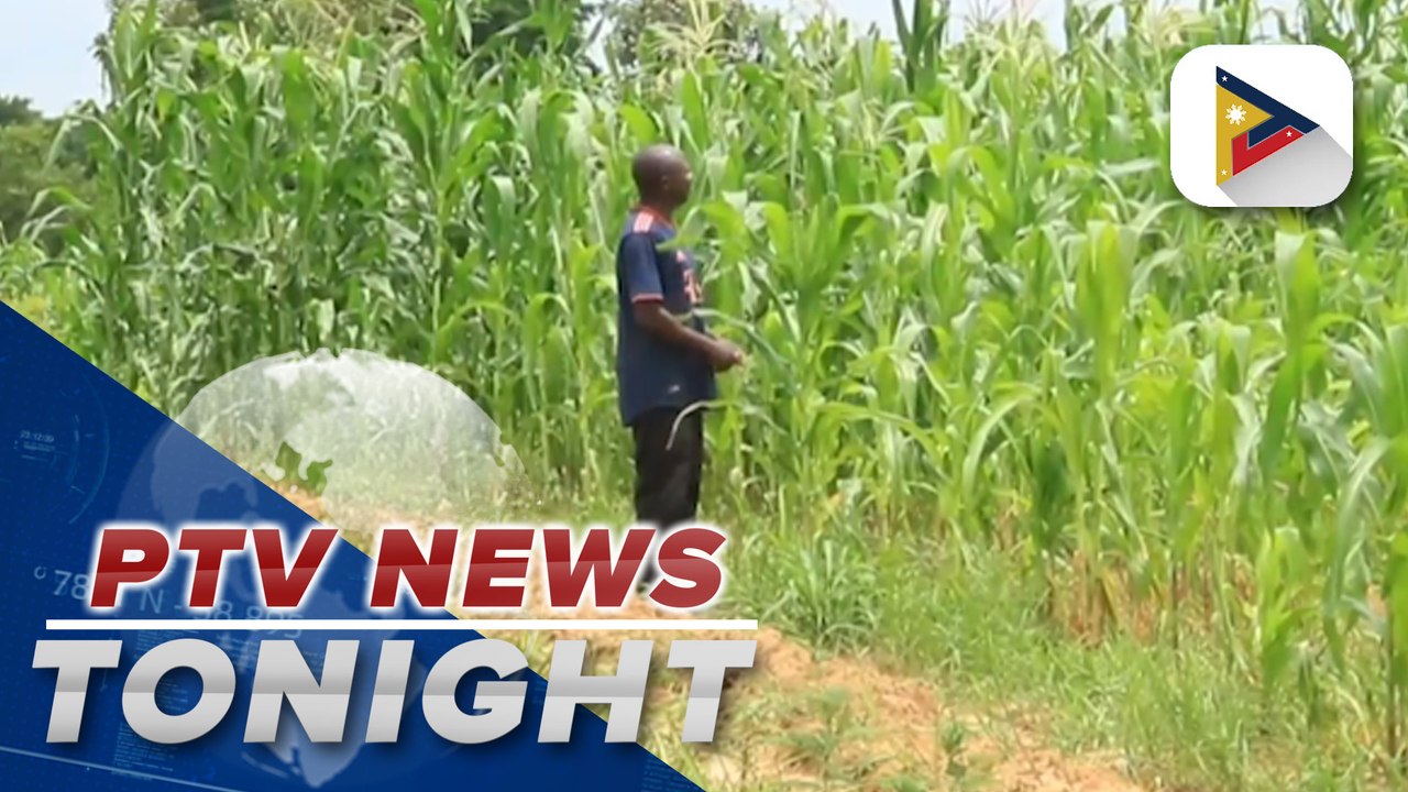 Nigerian ginger root farmers struggling